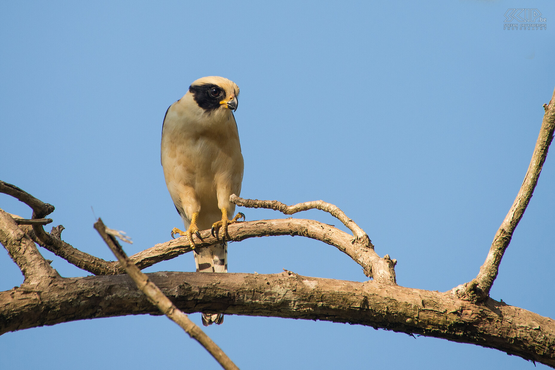 Dominical - Hacienda Baru - Lachvalk Een lachvalk in een van de grote bomen van de weilanden van Hacienda Baru. De lachvalk (laughing falcon, herpetotheres cachinnans) is een middelgrote valk met een witte kleur en zwart gezichtsmasker. Het is een specialist slang-eter. Stefan Cruysberghs